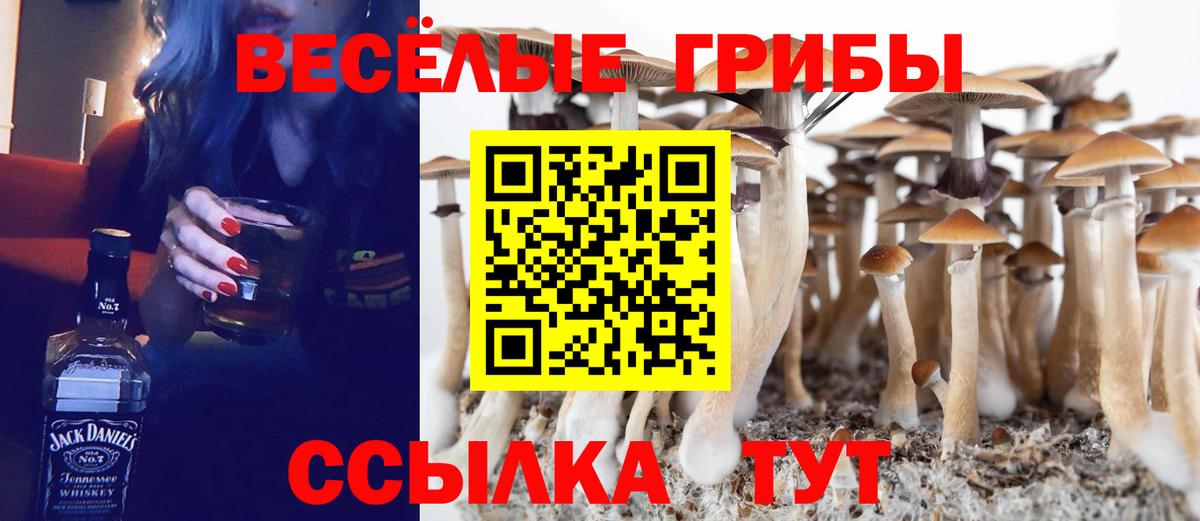 Псилоцибиновые грибы Cubensis Россия