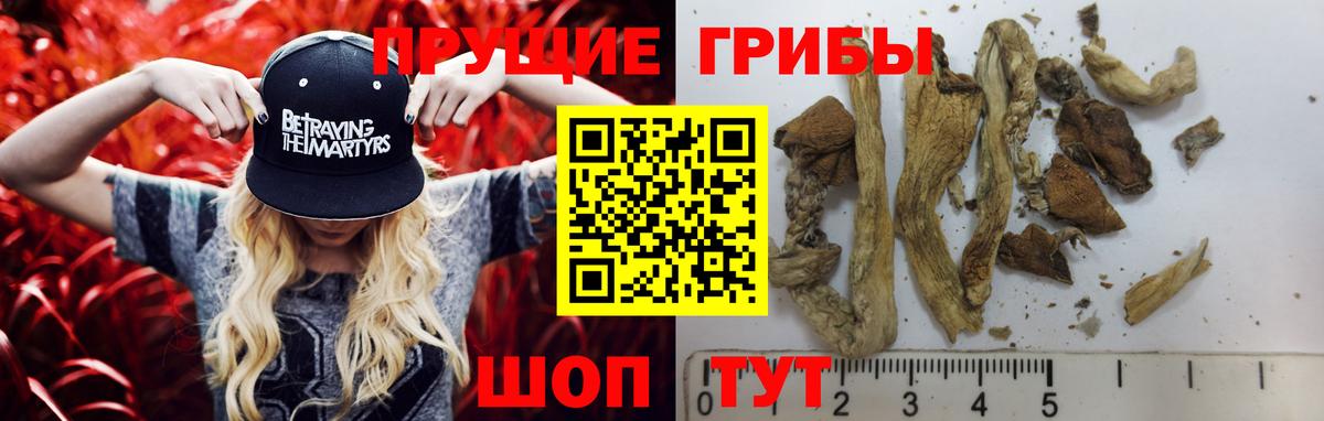 Псилоцибиновые грибы Cubensis  Вход с VPN  Россия 
